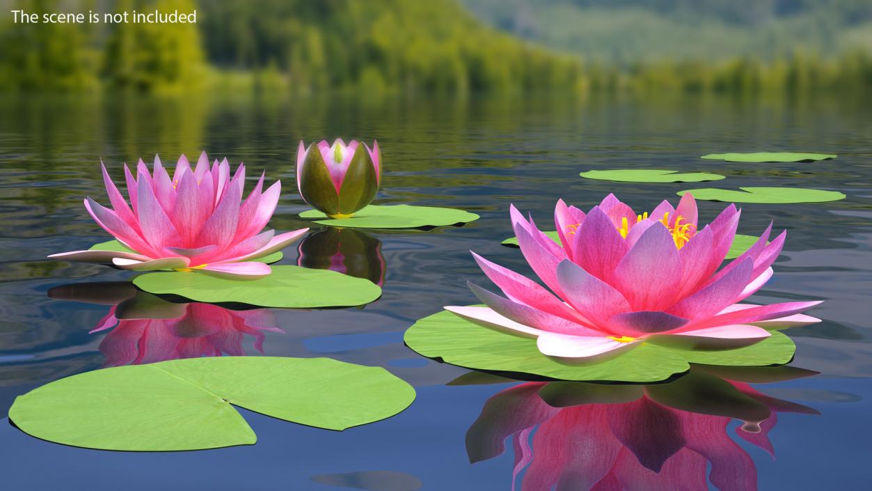 Water Lily Leaf Set 3D model