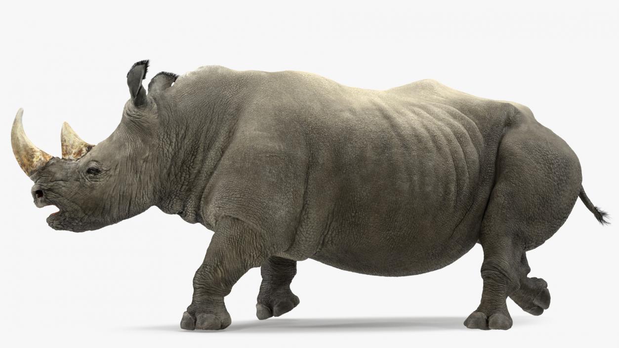 3D Rhino Adult Walking Pose Fur model