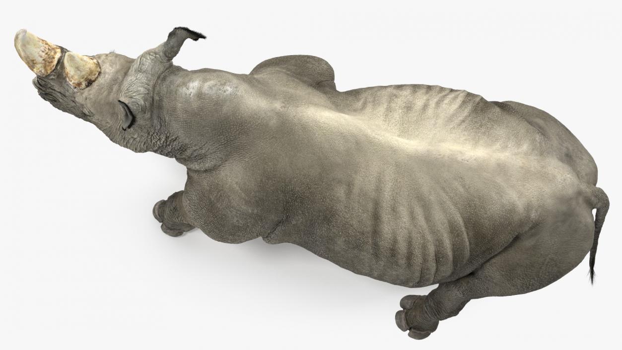 3D Rhino Adult Walking Pose Fur model