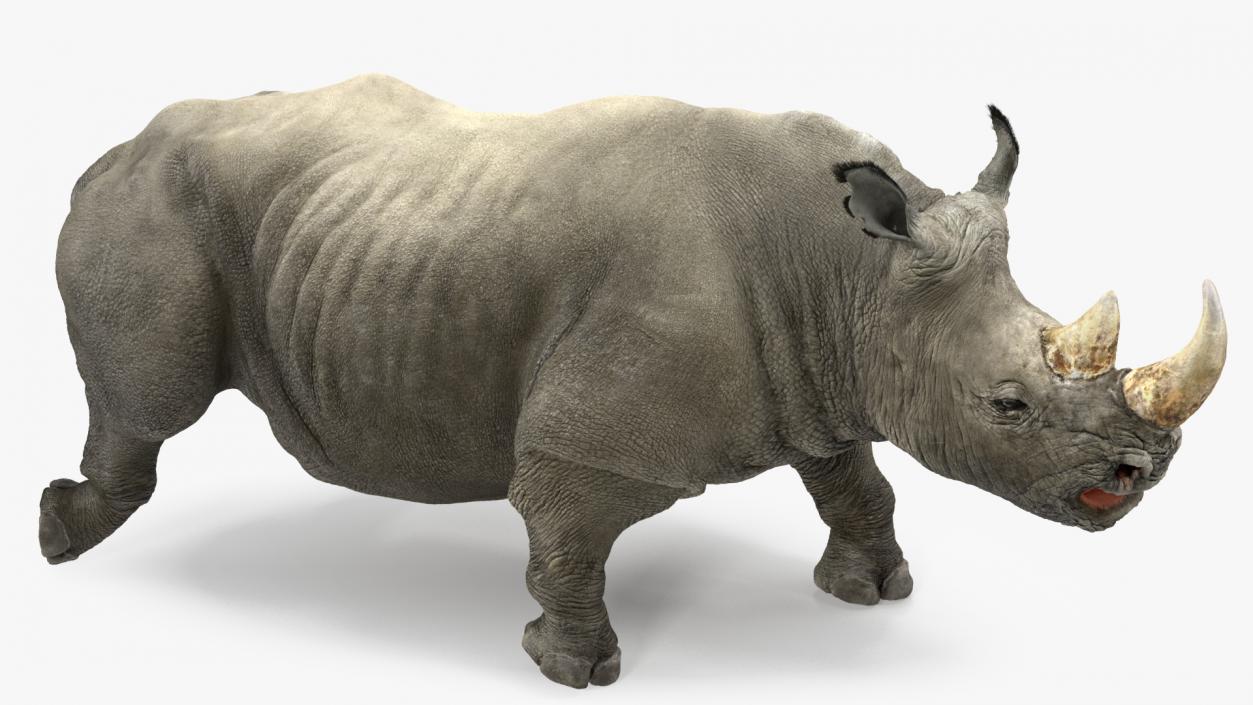 3D Rhino Adult Walking Pose Fur model