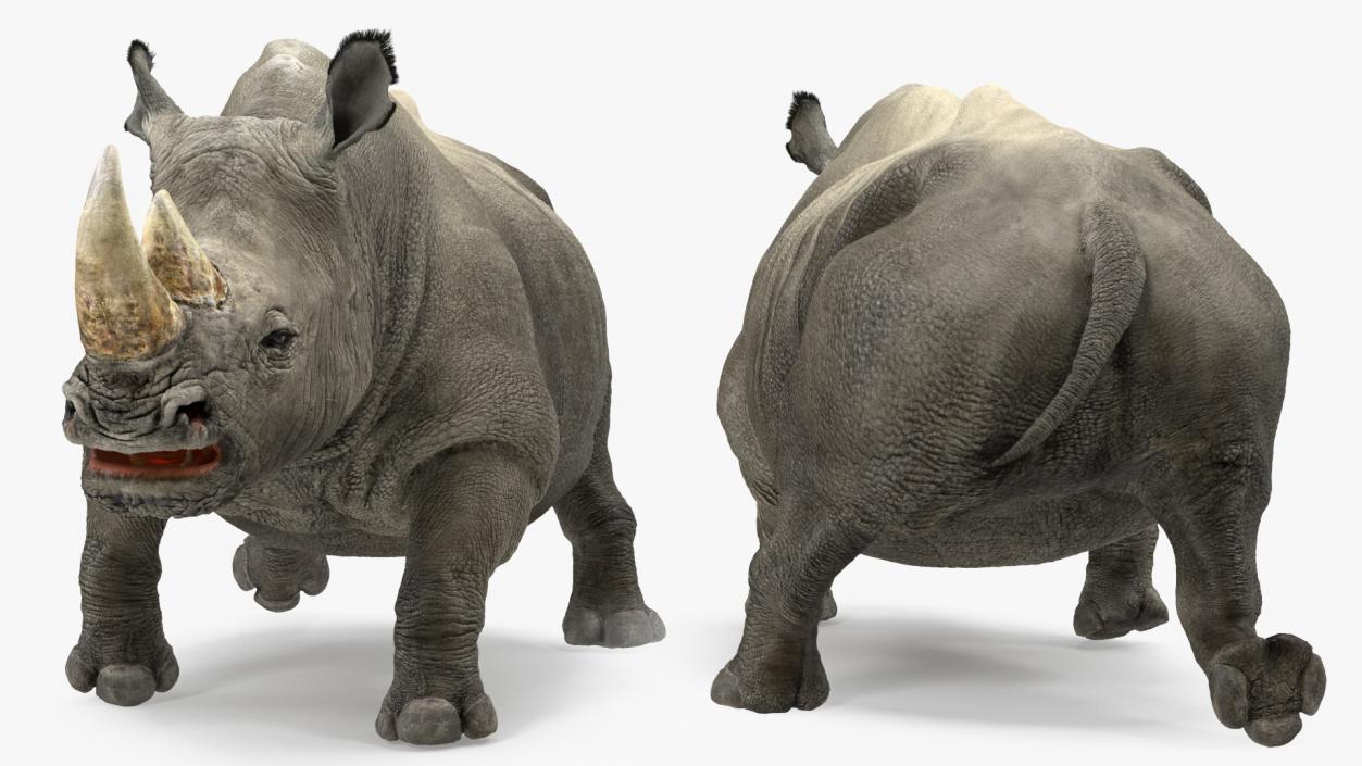 3D Rhino Adult Walking Pose Fur model