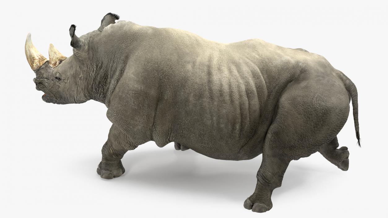 3D Rhino Adult Walking Pose Fur model