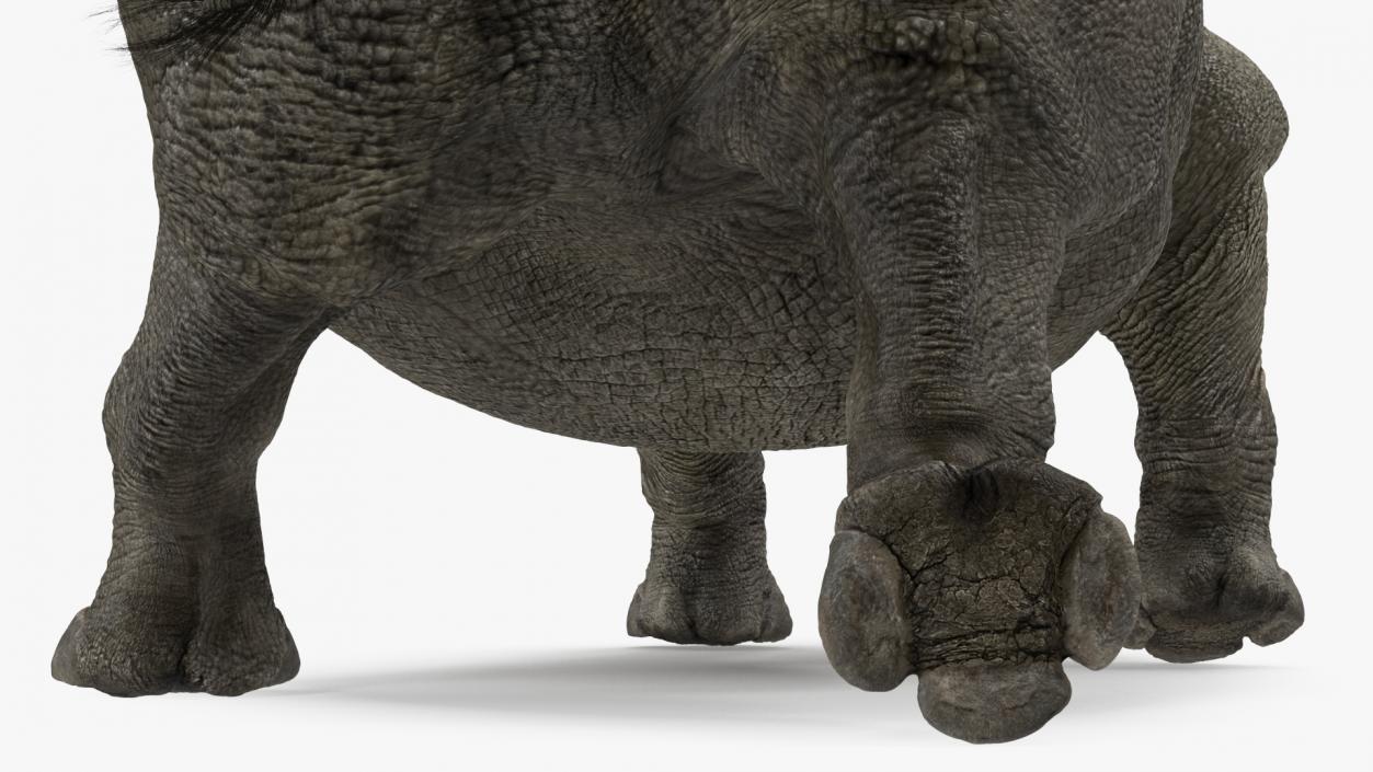 3D Rhino Adult Walking Pose Fur model