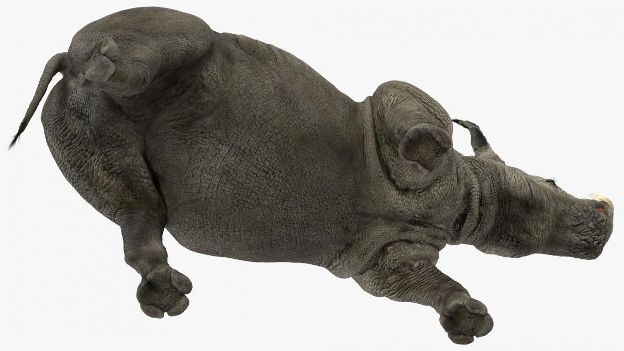 3D Rhino Adult Walking Pose Fur model