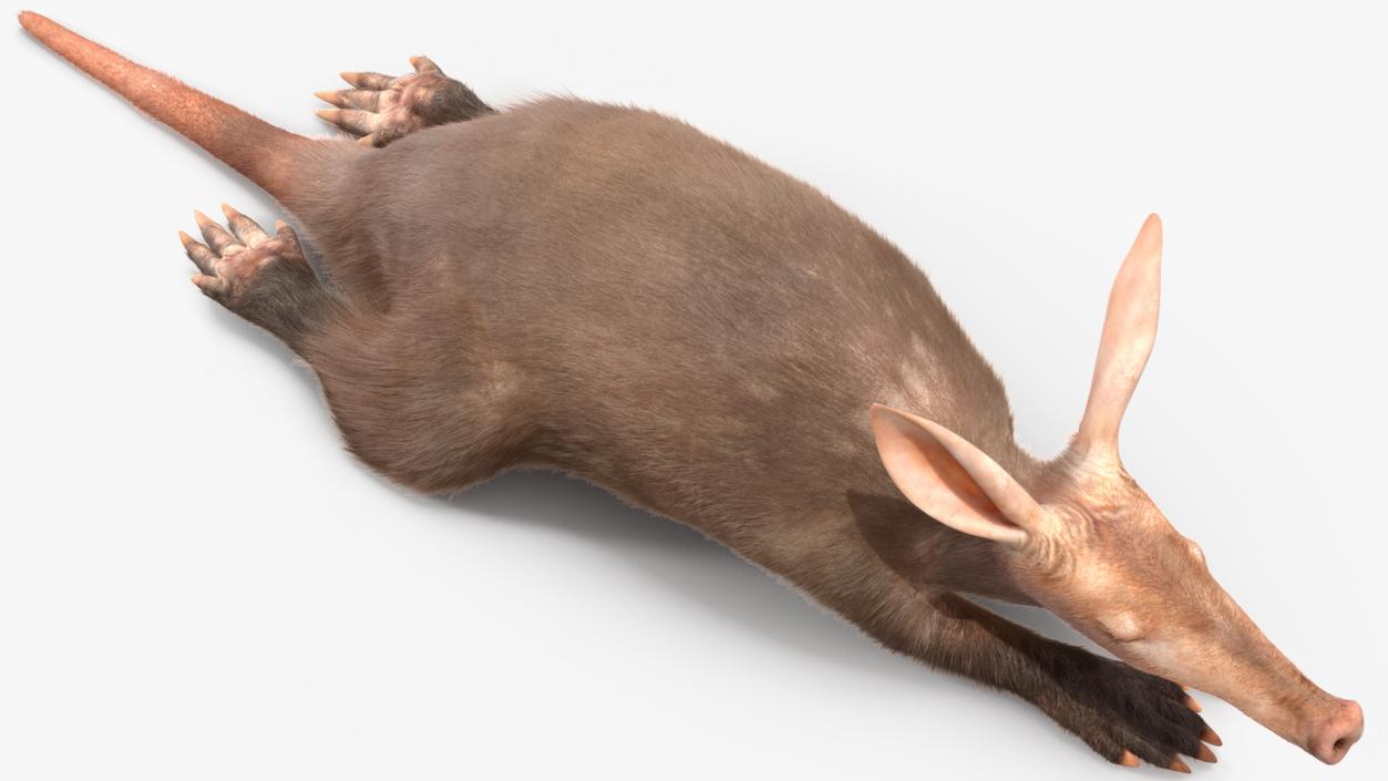 3D Aardvark Lying Pose Fur model