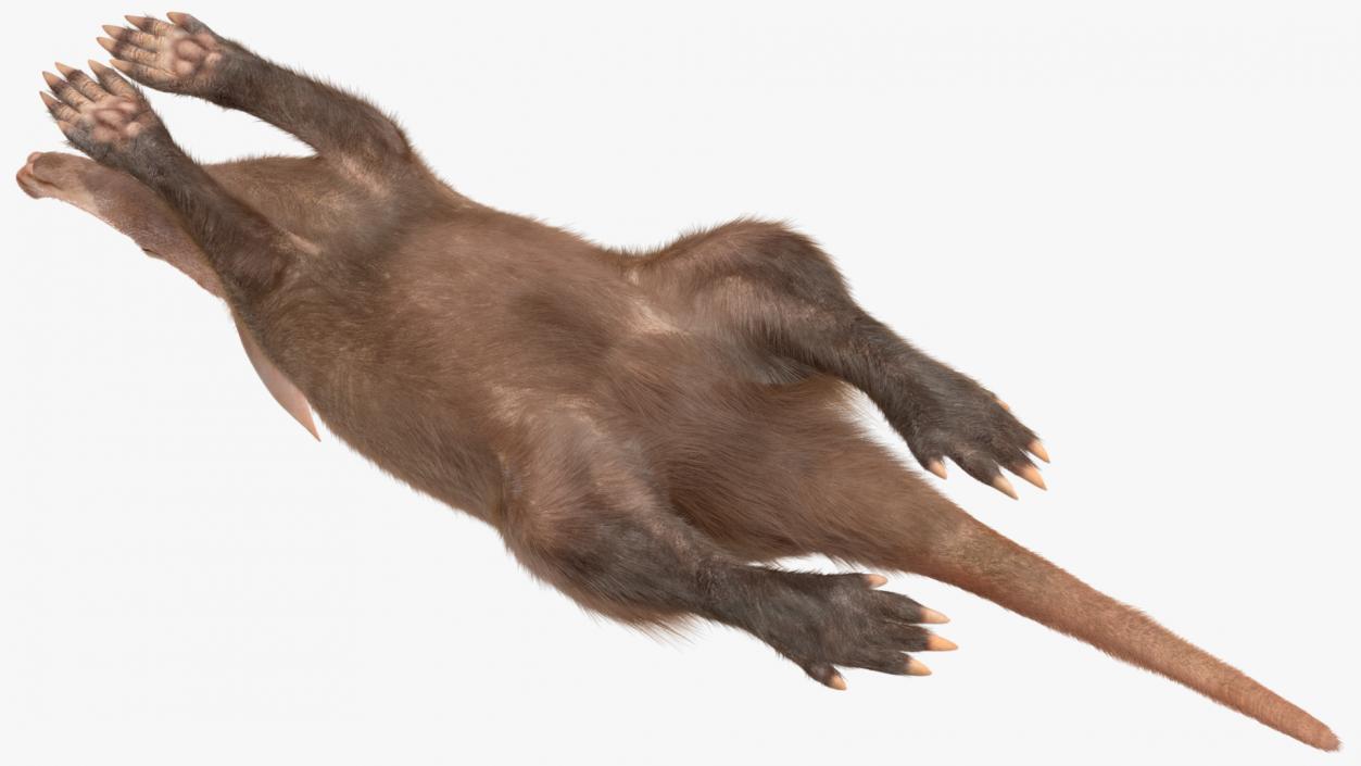 3D Aardvark Lying Pose Fur model