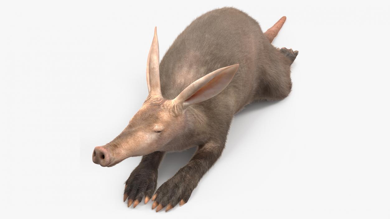 3D Aardvark Lying Pose Fur model