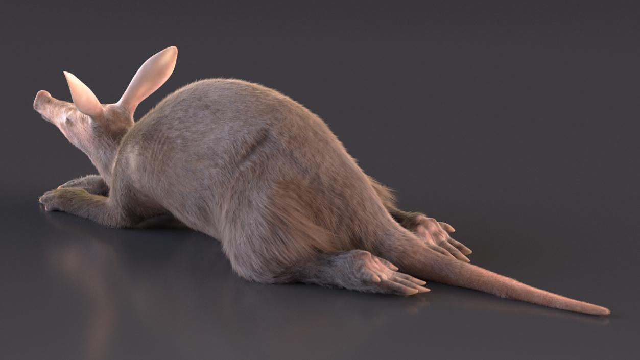 3D Aardvark Lying Pose Fur model