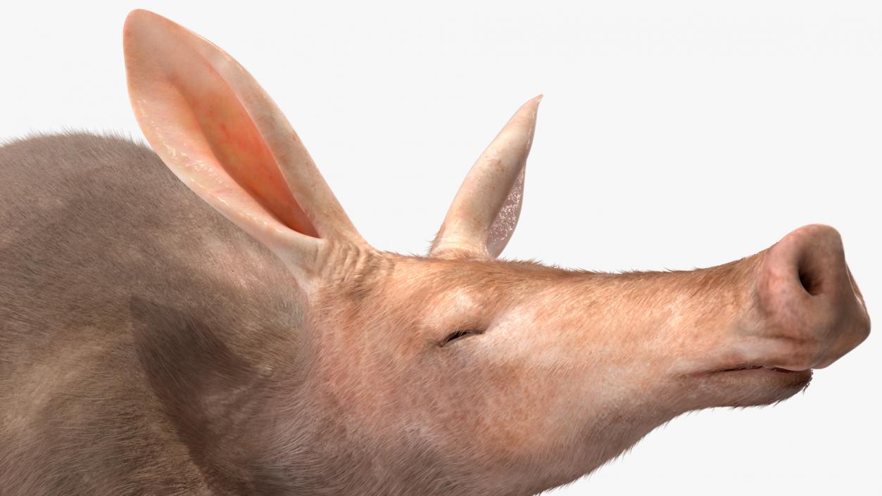 3D Aardvark Lying Pose Fur model