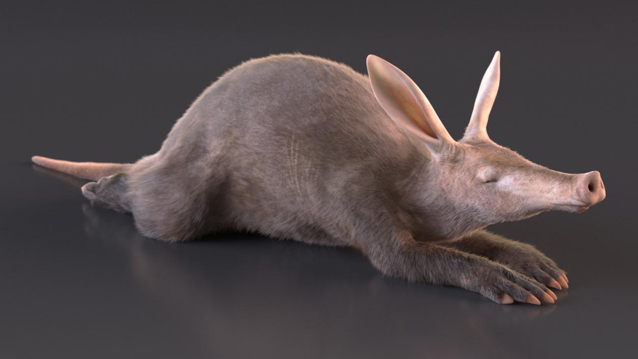 3D Aardvark Lying Pose Fur model