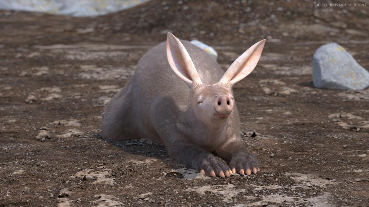 3D Aardvark Lying Pose Fur model