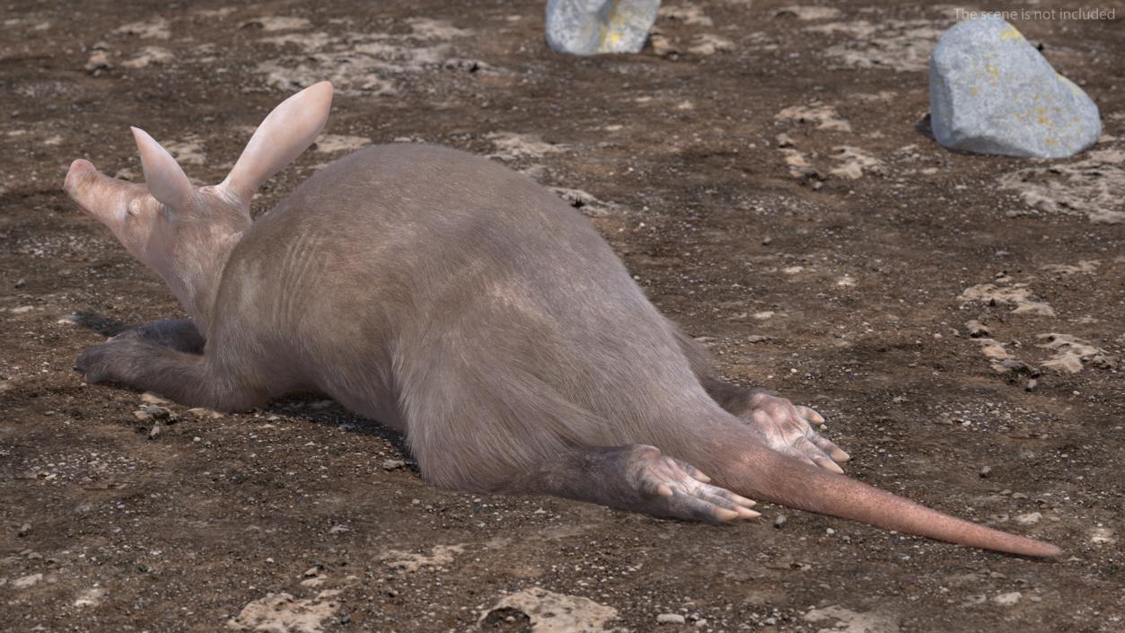 3D Aardvark Lying Pose Fur model