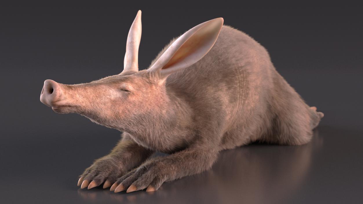 3D Aardvark Lying Pose Fur model