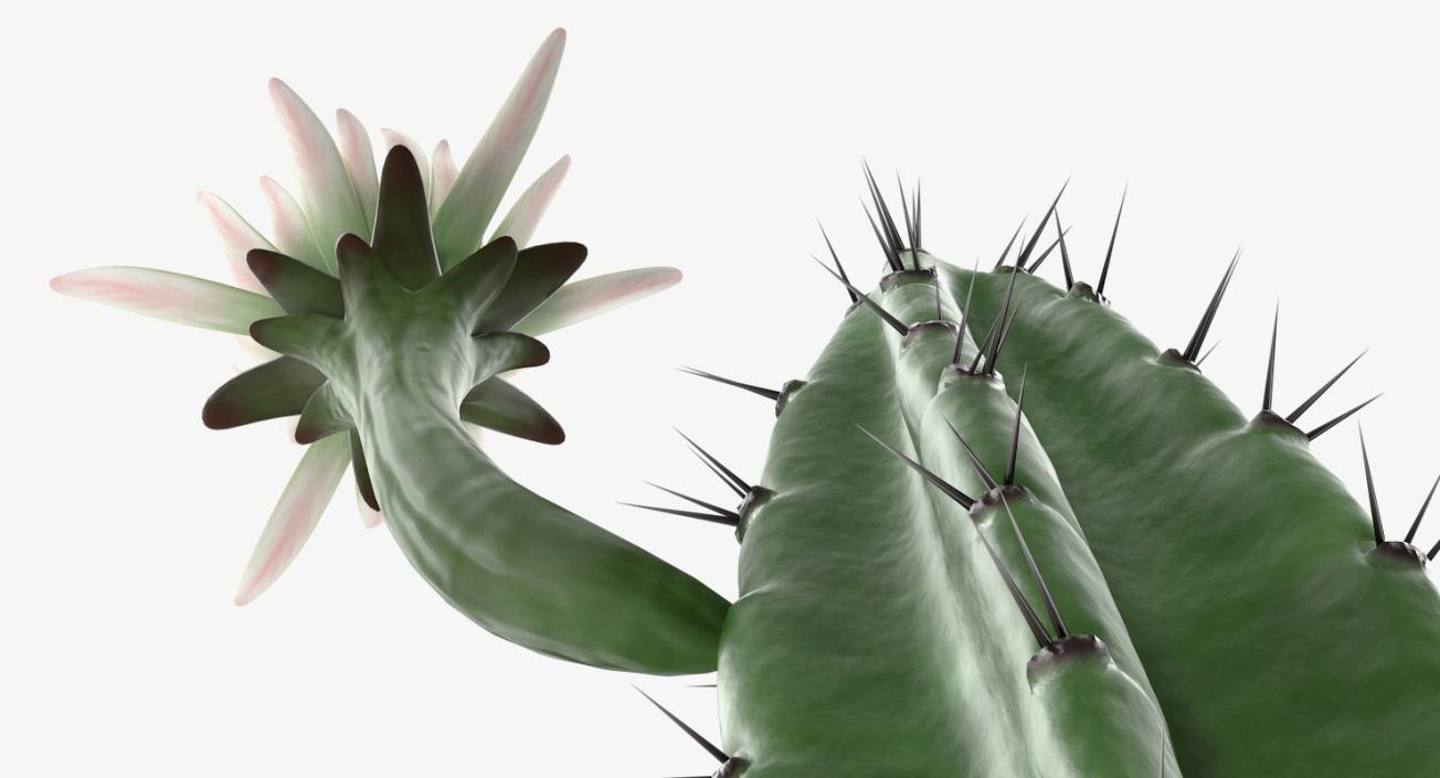 Cereus Blooming Cactus 3D