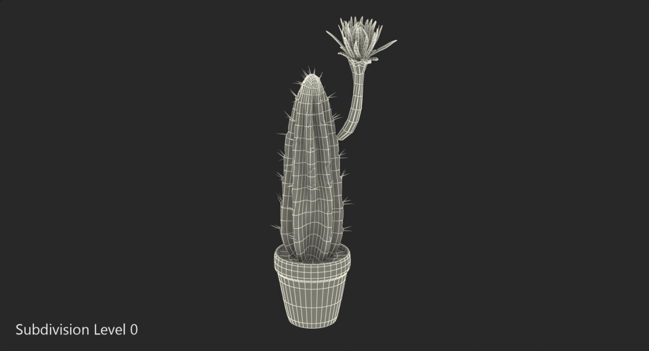 Cereus Blooming Cactus 3D