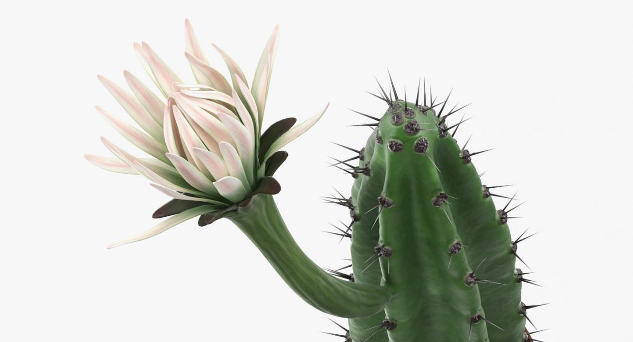 Cereus Blooming Cactus 3D