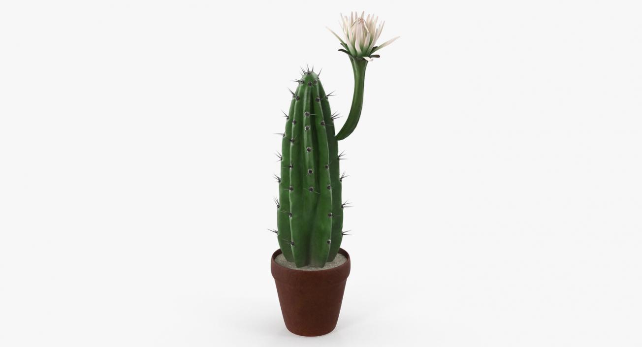 Cereus Blooming Cactus 3D