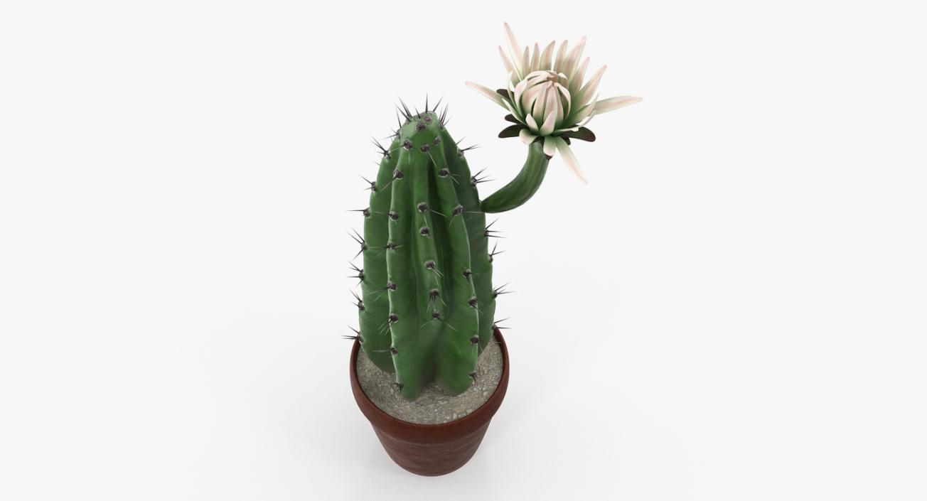 Cereus Blooming Cactus 3D