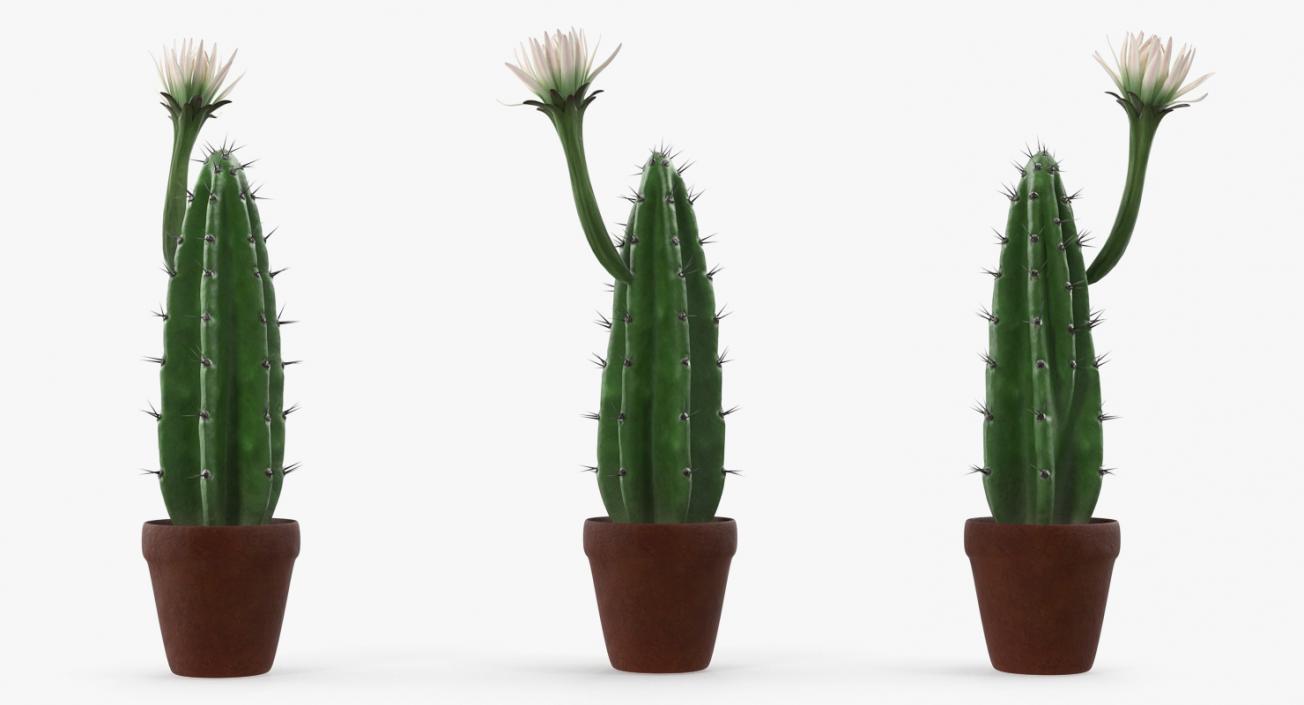 Cereus Blooming Cactus 3D