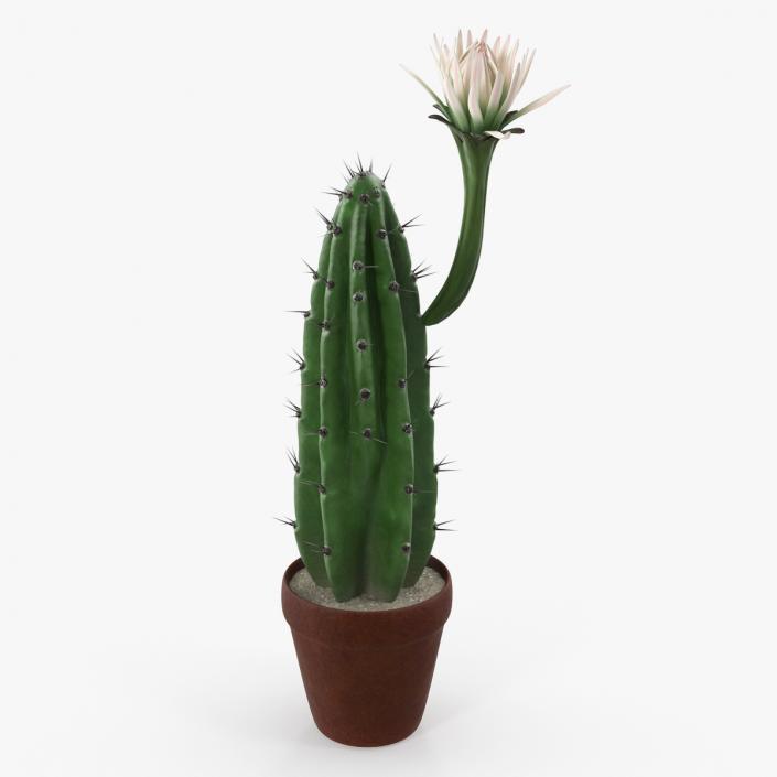 Cereus Blooming Cactus 3D