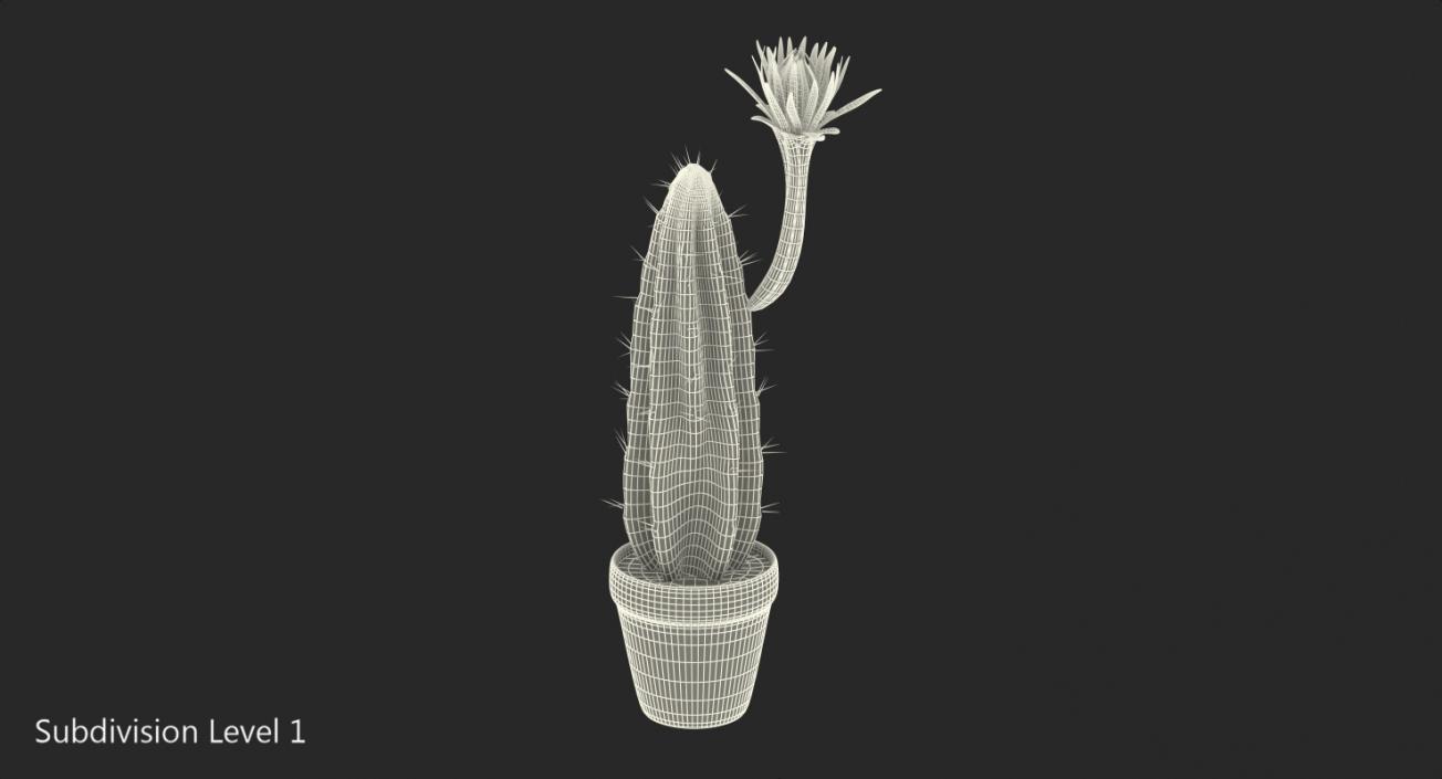 Cereus Blooming Cactus 3D