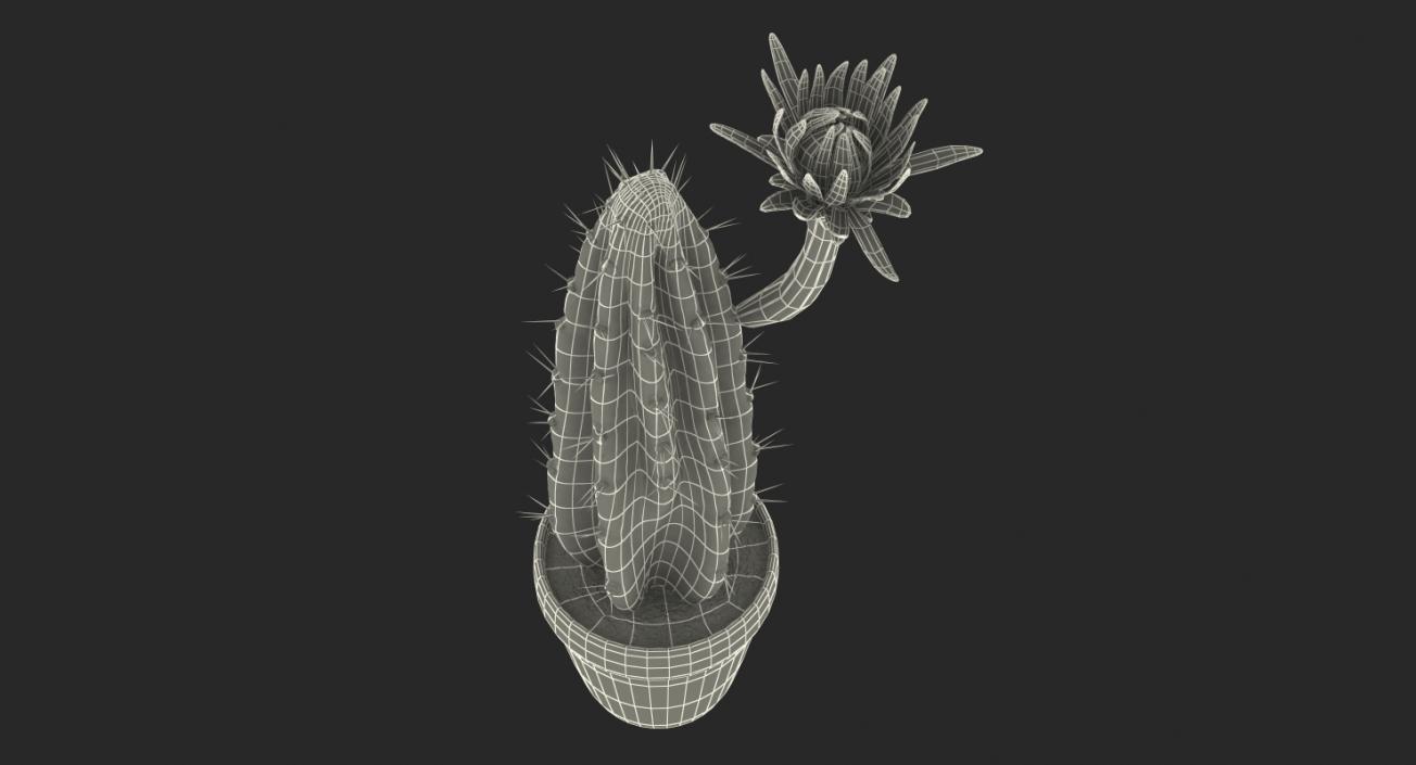 Cereus Blooming Cactus 3D