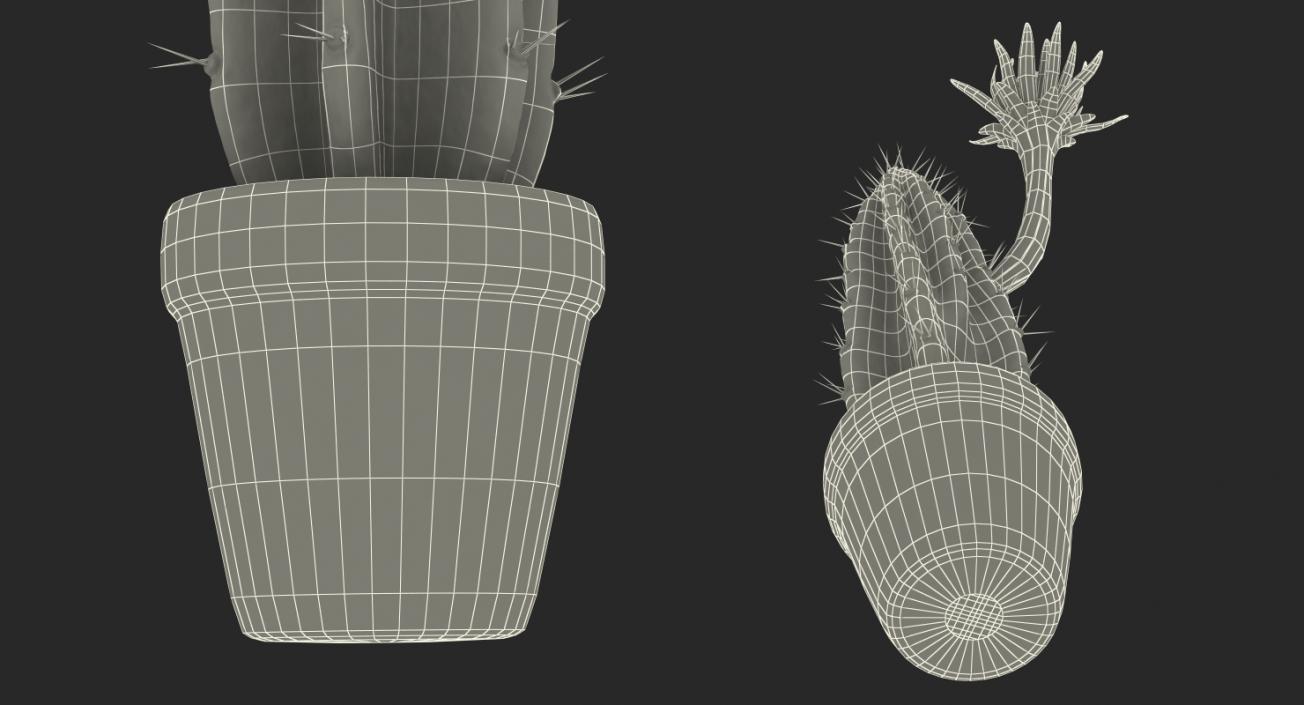 Cereus Blooming Cactus 3D