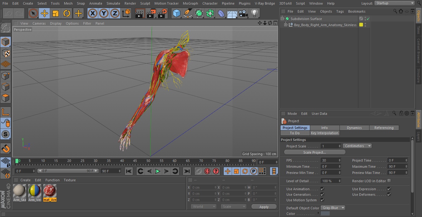 3D model Boy Body Right Arm Anatomy Skinless