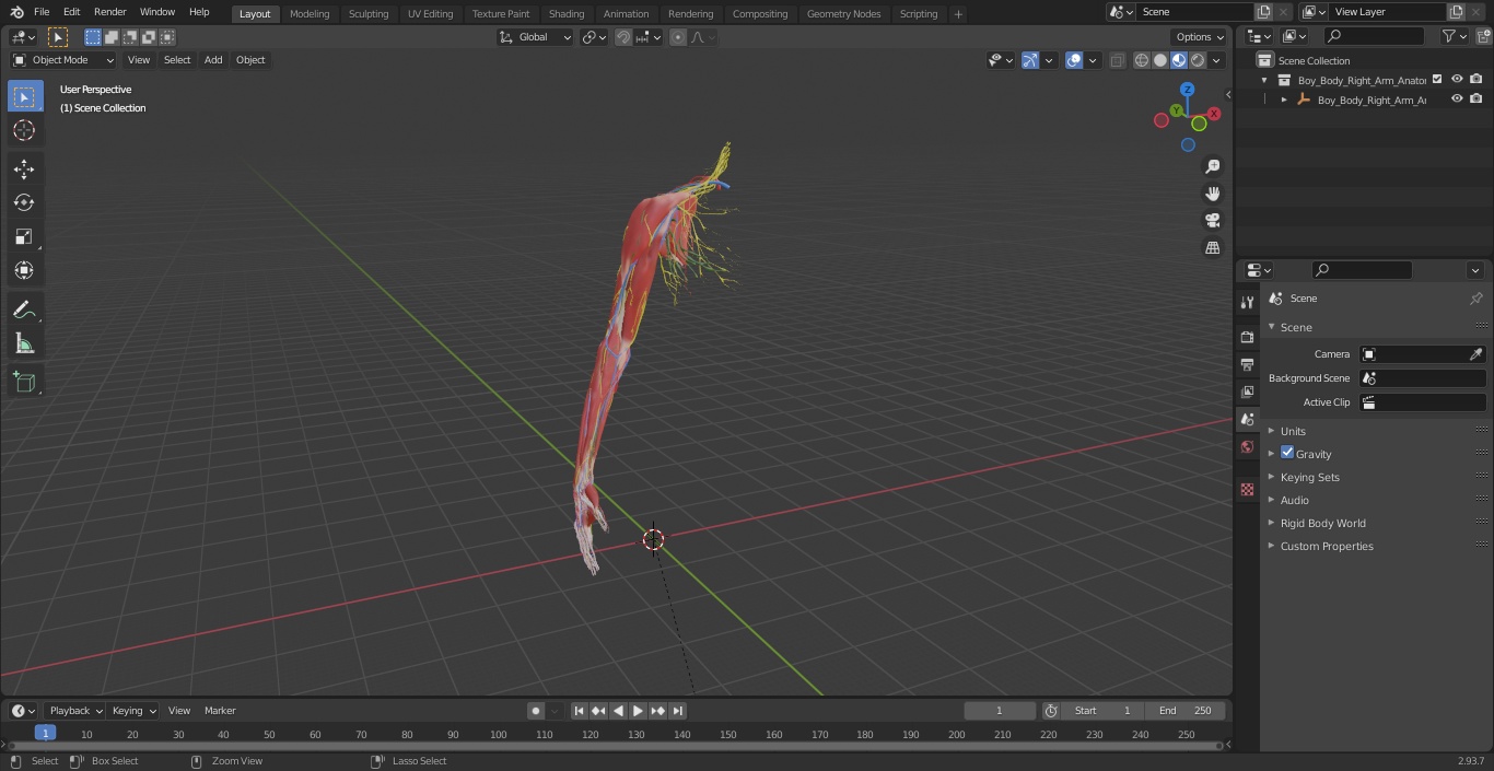 3D model Boy Body Right Arm Anatomy Skinless