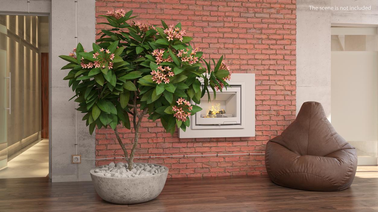 Flower Pot Plumeria Pink 3D model