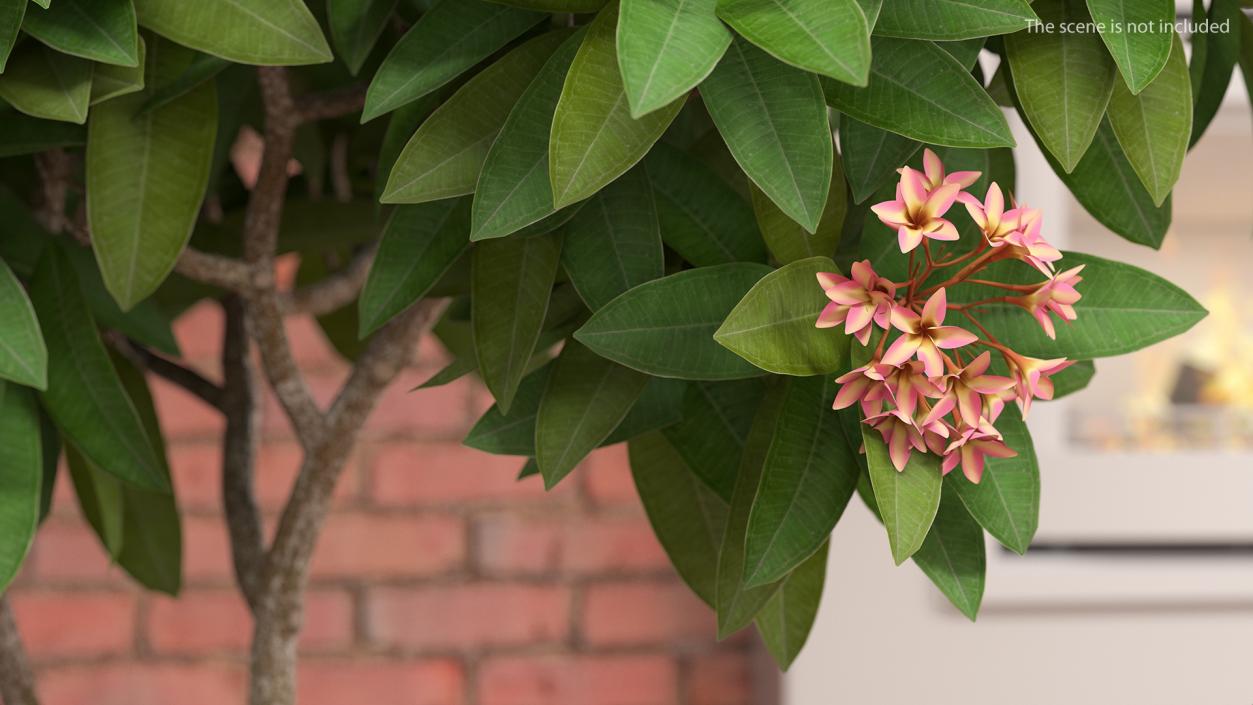 Flower Pot Plumeria Pink 3D model