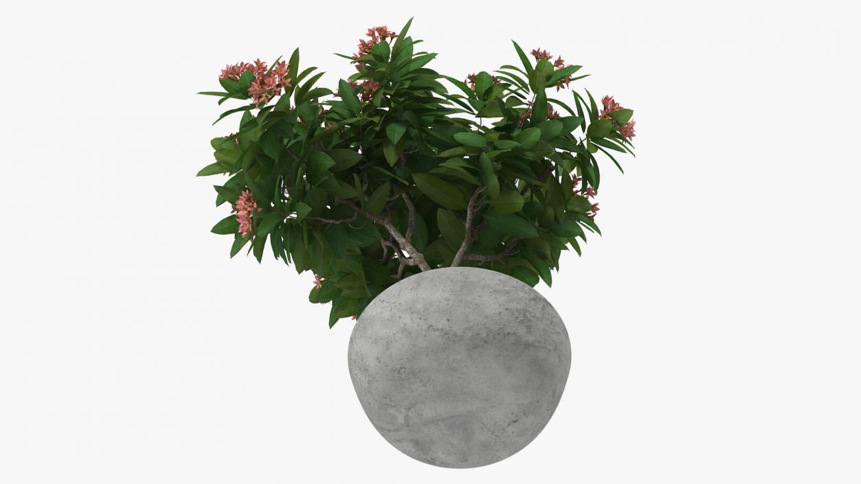 Flower Pot Plumeria Pink 3D model