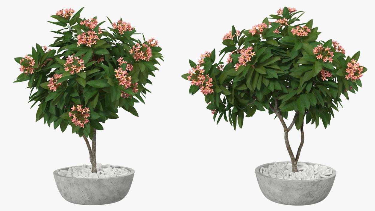 Flower Pot Plumeria Pink 3D model