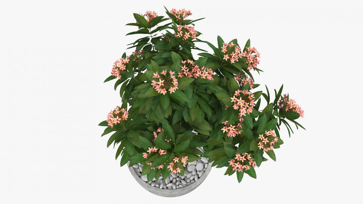 Flower Pot Plumeria Pink 3D model