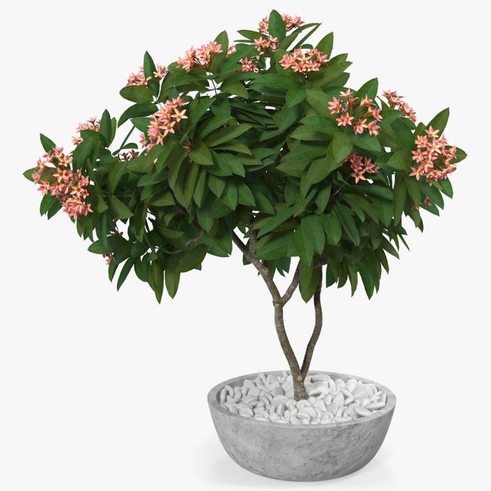 Flower Pot Plumeria Pink 3D model