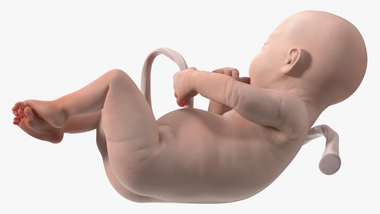 EctoLife Installation Artificial Uterus 3D model