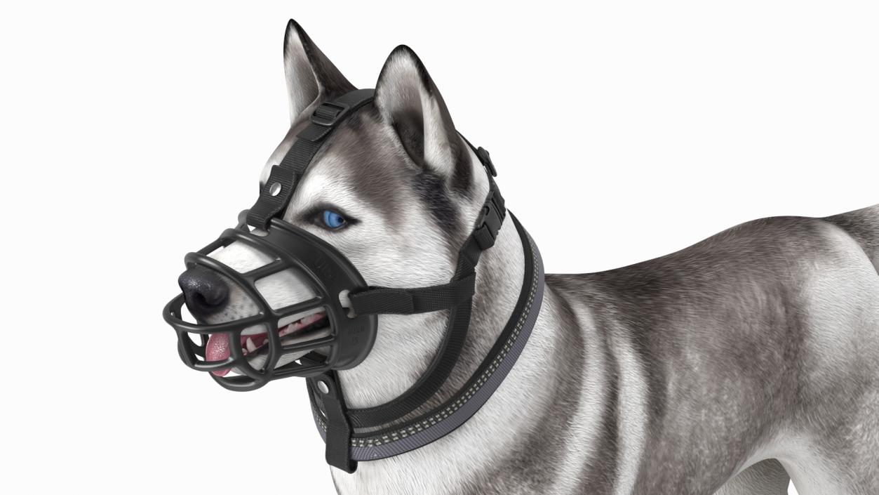 Husky in a Baskerville Muzzle 3D model