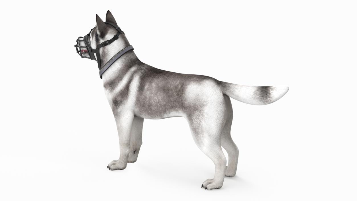 Husky in a Baskerville Muzzle 3D model