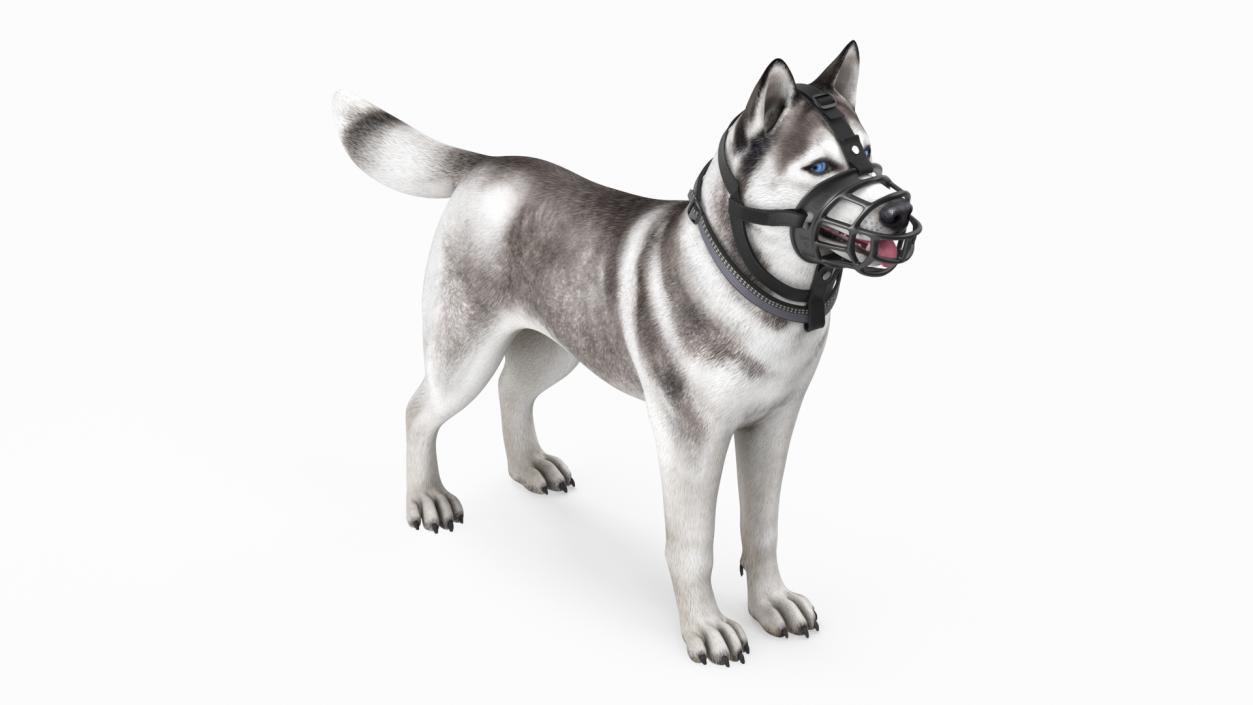 Husky in a Baskerville Muzzle 3D model