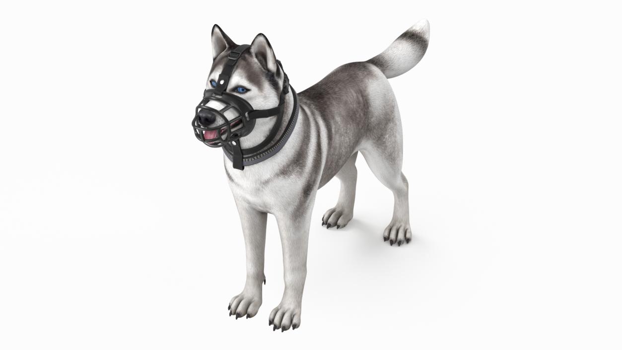 Husky in a Baskerville Muzzle 3D model