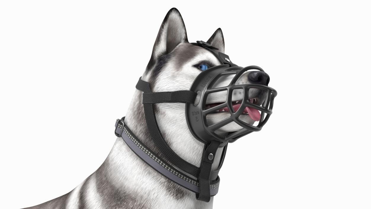 Husky in a Baskerville Muzzle 3D model