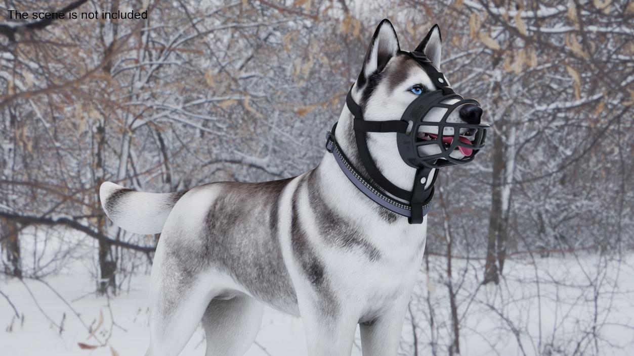 Husky in a Baskerville Muzzle 3D model