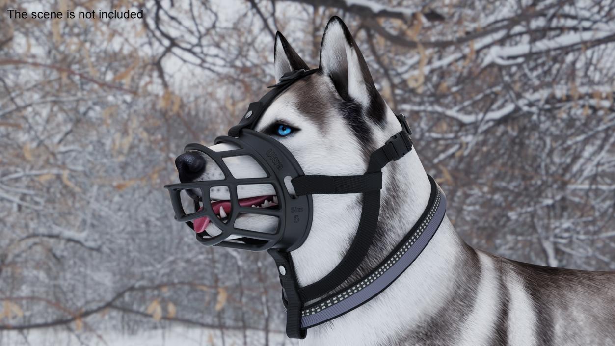 Husky in a Baskerville Muzzle 3D model