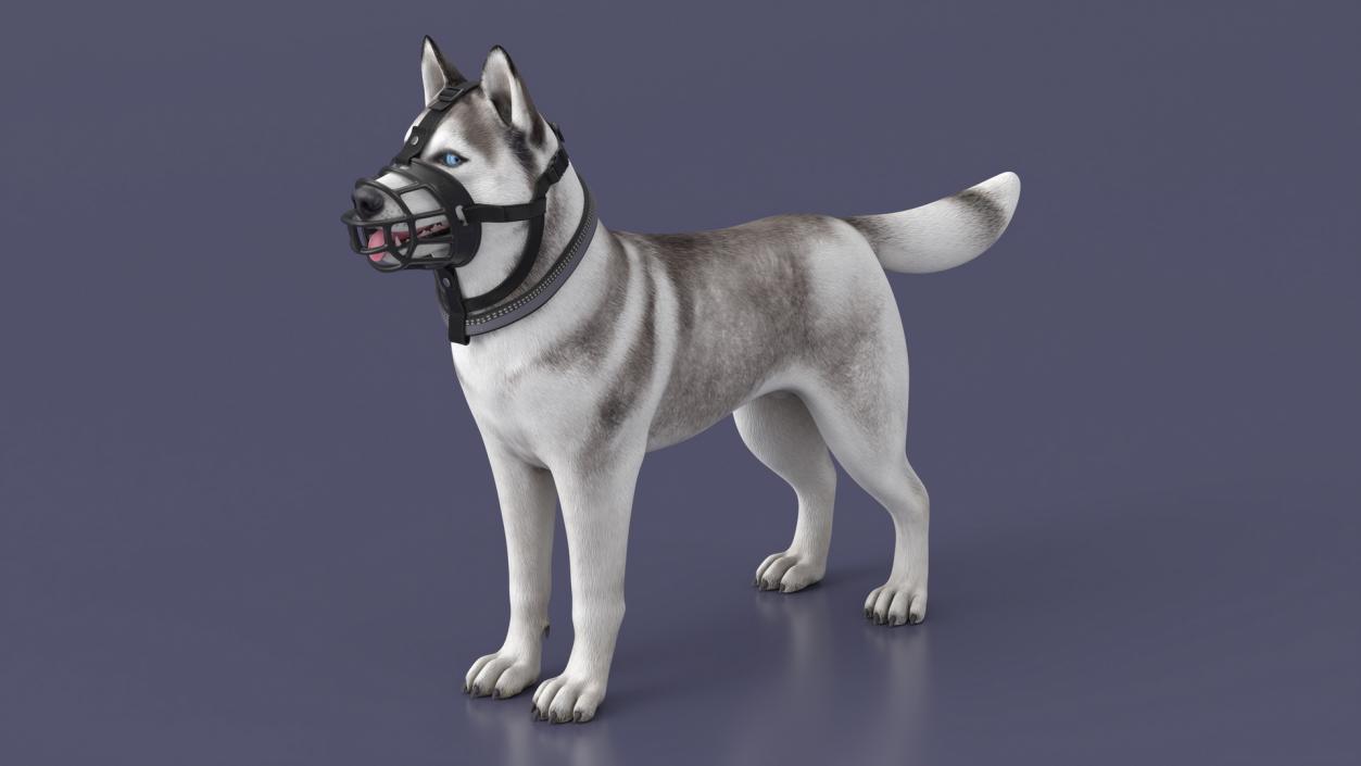 Husky in a Baskerville Muzzle 3D model