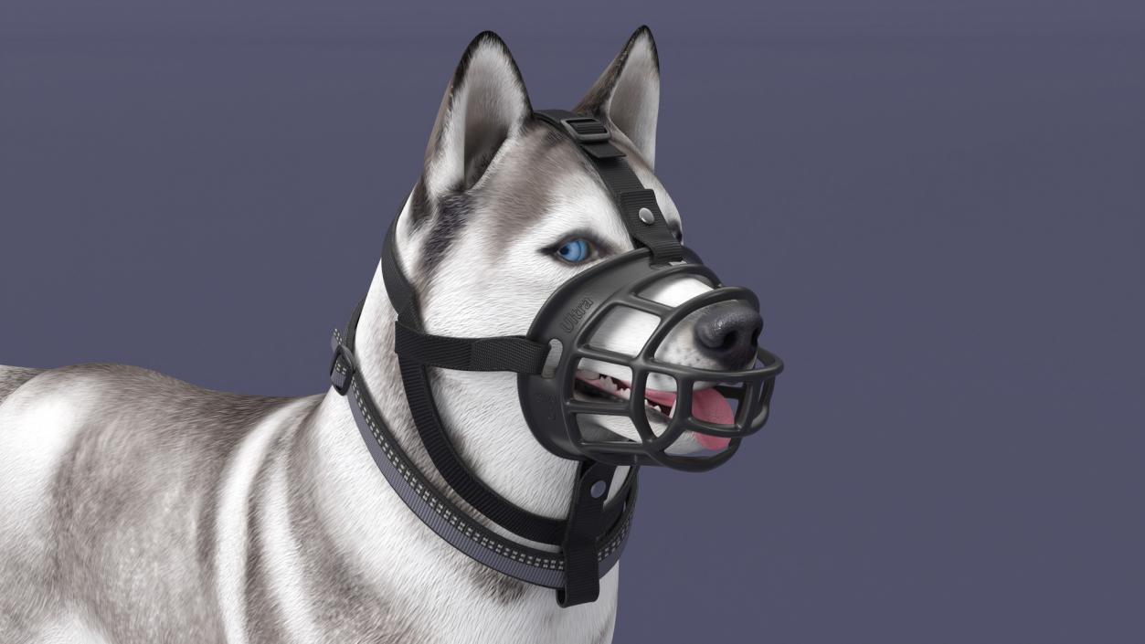 Husky in a Baskerville Muzzle 3D model