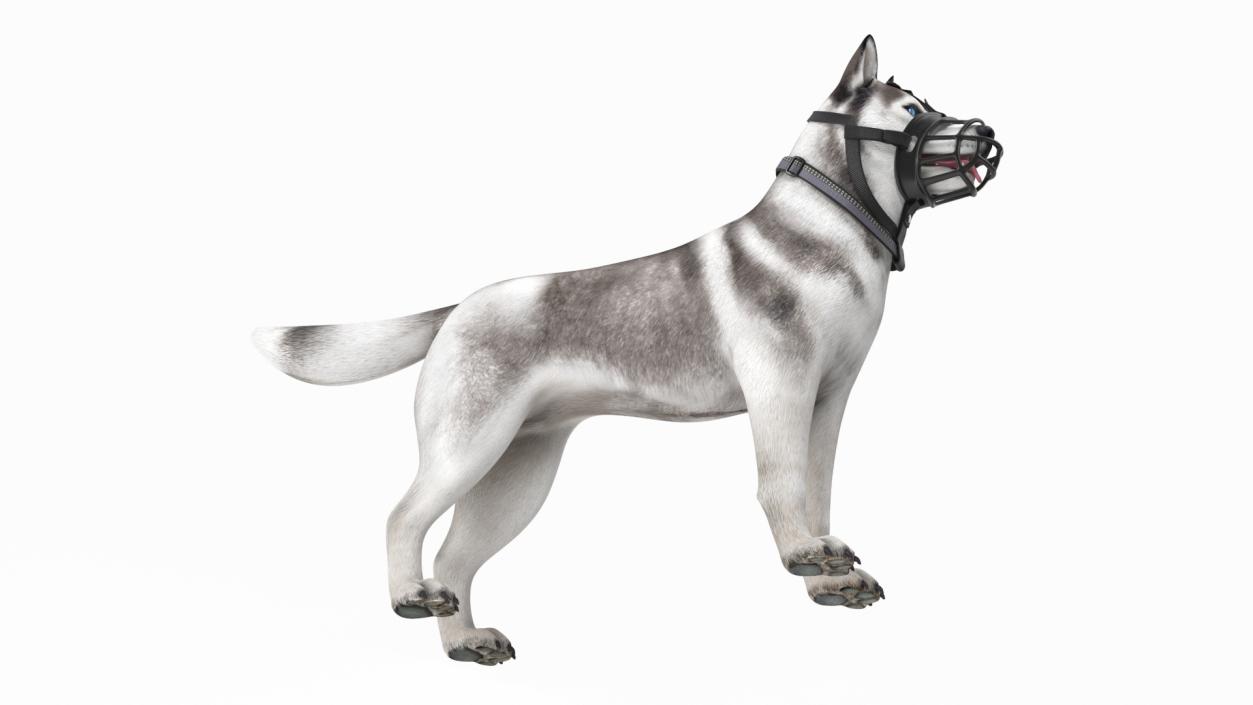 Husky in a Baskerville Muzzle 3D model