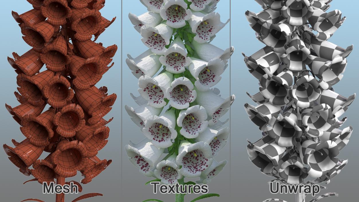 White Foxglove 3D model