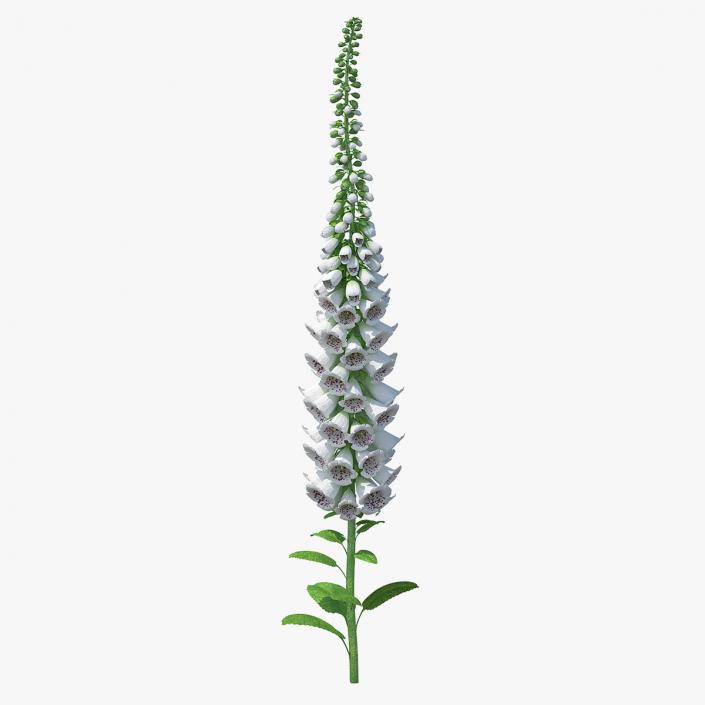 White Foxglove 3D model