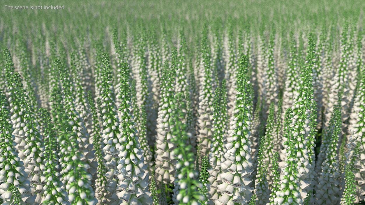 White Foxglove 3D model