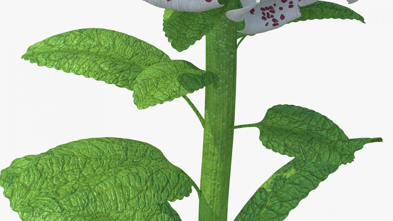 White Foxglove 3D model